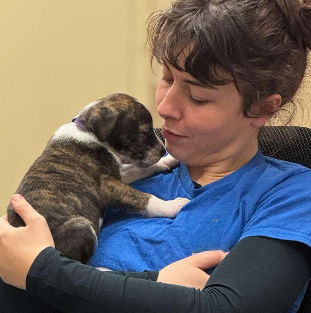 four_mixed_breed_dogs