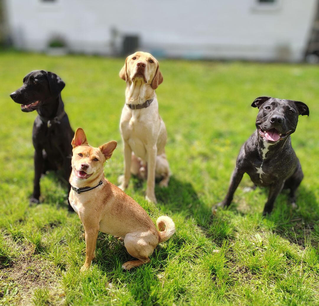four_mixed_breed_dogs