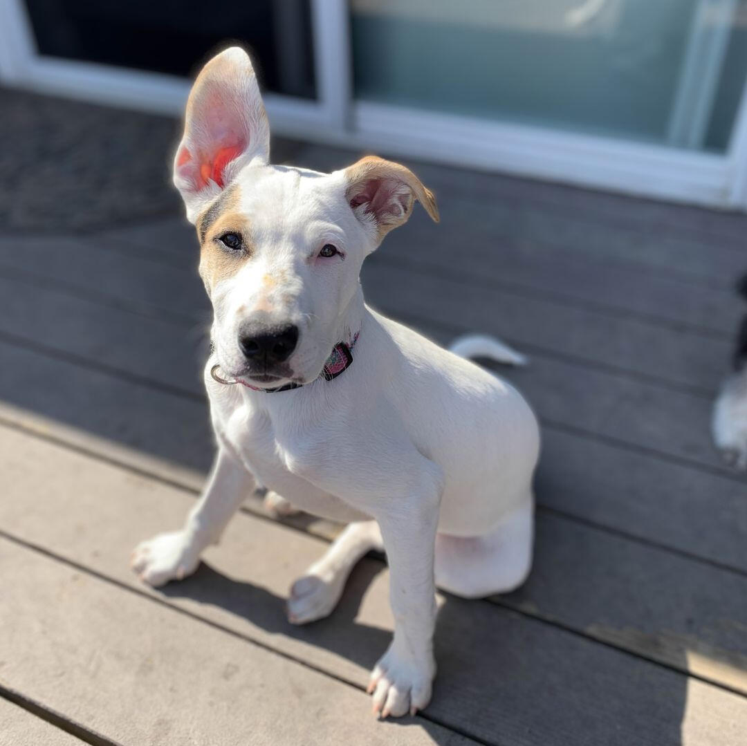 Woman_holding_rescue_puppy