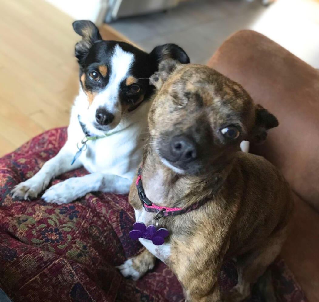 two_small_rescue_dogs